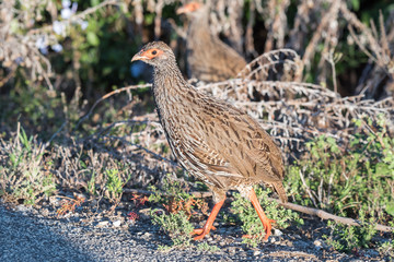 Red-necked spurfowl
