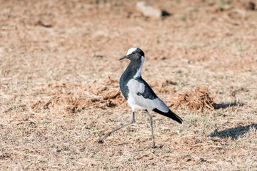Blacksmith plover walking