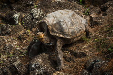 Galapagos giant tortoise climbing down rocky slope