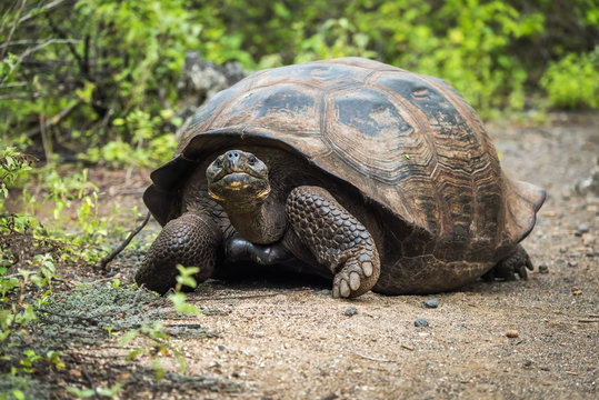 Galapagos giant tortoise walking down gravel path