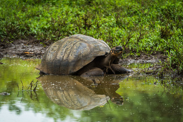 Fototapeta premium Galapagos giant tortoise reflected in shallow pond