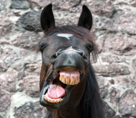 Funny yawning horse