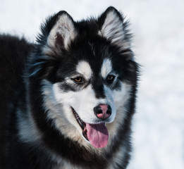 Fototapeta premium Puppy of mix breed. Alaskan malamute and Siberian husky.