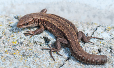Lizard on an gray stone without a tail