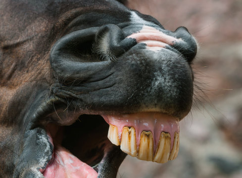 Nose and teeth of yawning horse