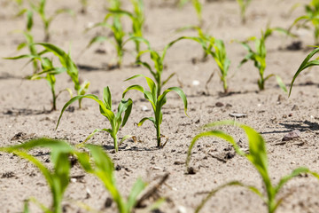 corn field. close-up  
