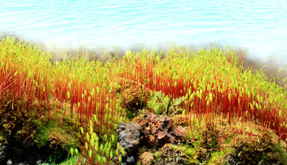 Mech kolorowy nad brzegiem jeziora.