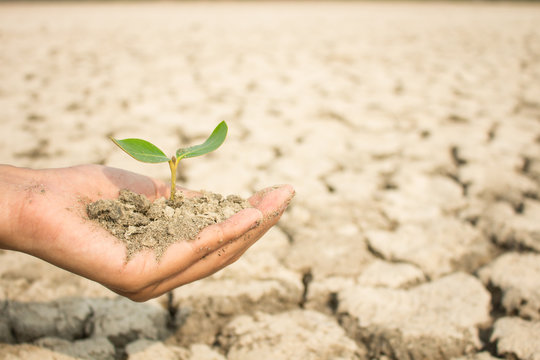 Plant Soft Focus, Photo For Planting Trees, To Restore Integrity