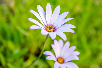 Cape Daisy Flower