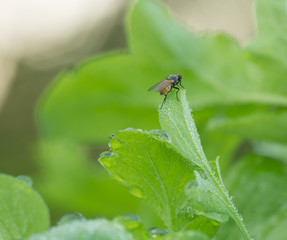 Fototapeta premium Fly resting on leaf early morning, the leaf is covered with dew