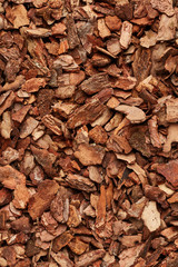Bark tree background