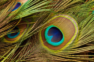 Peacock feathers close up