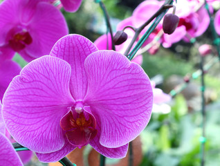 Beautiful purple orchid - phalaenopsis