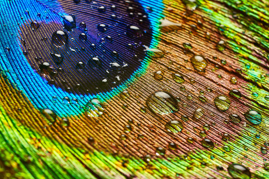 Fototapeta Peacock feather with drops of water