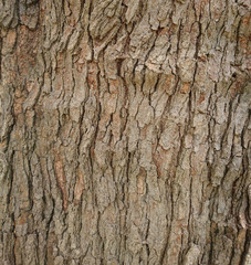 Obraz premium ağaç dokusu