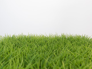 Fresh spring grass on white background