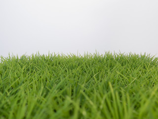 Green lush grass on the lawn on a white background