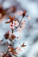 Peach Blossom detail