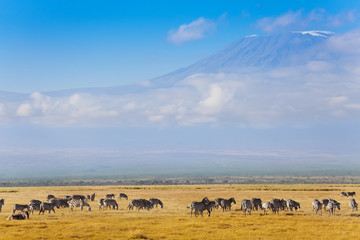 Fototapeta premium Big zebras herd standing in front of Kilimanjaro