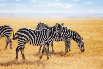 Fototapeta na wymiar Zebras pasturing at the Kenyan savannah, Africa