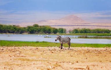 Fototapeta na wymiar One wild zebra in a African flood plain