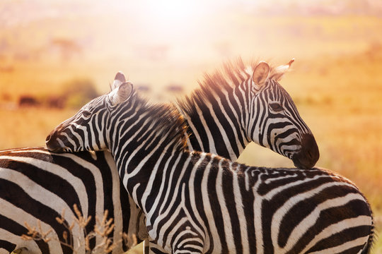 Fototapeta Close-up portrait of mother zebra with its foal