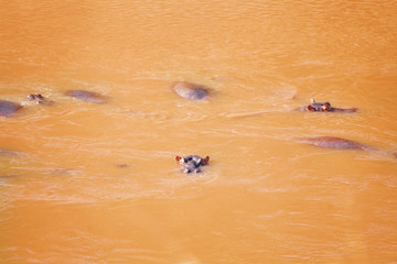 Herd of hippos resting in their natural habitat