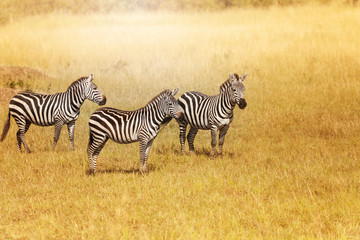 Fototapeta na wymiar Small herd of zebras standing close for protection