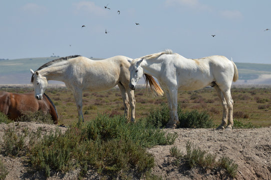 caballos en la marisma