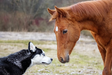 The first meeting husky dog and a foal
