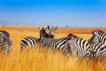 Zebra herd on the grasslands of Kenya, Africa