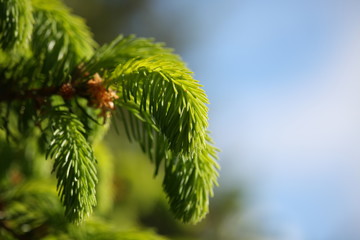 Fichten-Spross im Frühling