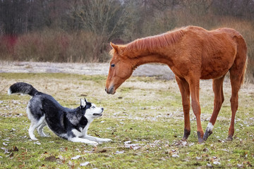 The first meeting husky dog and a foal
