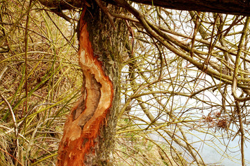 Biberspuren am Baum