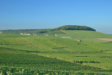 Fototapeta na wymiar Weinbau in der Champagne nahe Epernay,Frankreich