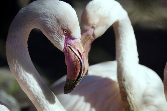 biało-różowe flamingi