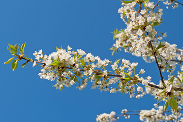 Kirschblüten, Frühling, Cherry blossoms