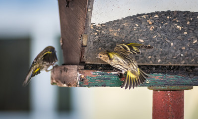 Pine Siskin finches (Carduelis pinus) - in spring competing for space and food at a feeder. ...