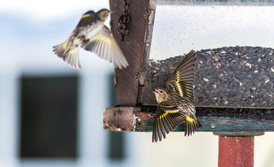 Pine Siskin finches (Carduelis pinus) - in spring competing for space and food at a feeder.  Aerobatic displays and territorial squabbling at a feeder in a northern Ontario woods. - obrazy, fototapety, plakaty