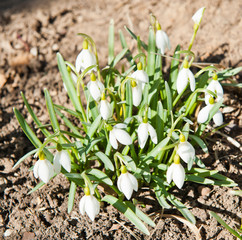Spring snowdrop flowers blooming in sunny day