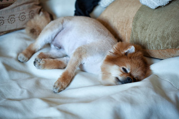 short-haired dog breeds Spitz is sleeping on the bed