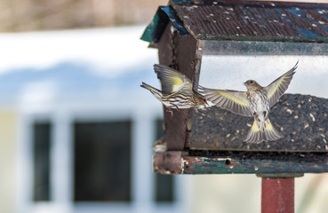 Pine Siskin finches (Carduelis pinus) - in spring competing for space and food at a feeder. ...