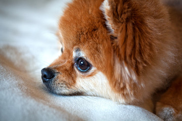 pet dog Spitz close up looking into the distance. close-up portrait. Melancholic look