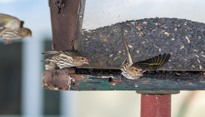 Pine Siskin finches (Carduelis pinus) - in spring competing for space and food at a feeder.  Aerobatic displays and territorial squabbling at a feeder in a northern Ontario woods.