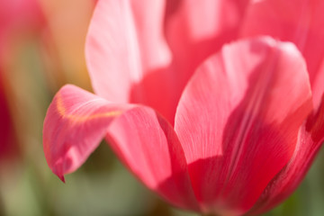 Macro view pink tulip petals. Spring flower pattern on blurred background and sunlight. soft focus.