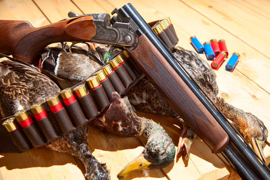 Gun, hunting, a dead duck, and ammunition 