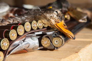 Gun, hunting, a dead duck, and ammunition 