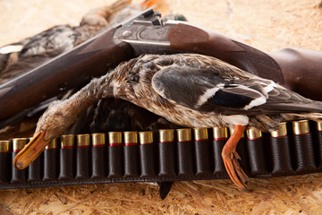 Gun, hunting, a dead duck, and ammunition 