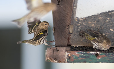 Pine Siskin finches (Carduelis pinus) - in spring competing for space and food at a feeder. ...