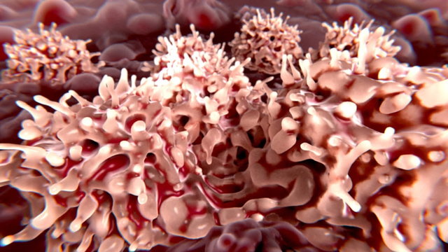Stammzellen bei der Zellteilung (Mitose) im Knochenmark